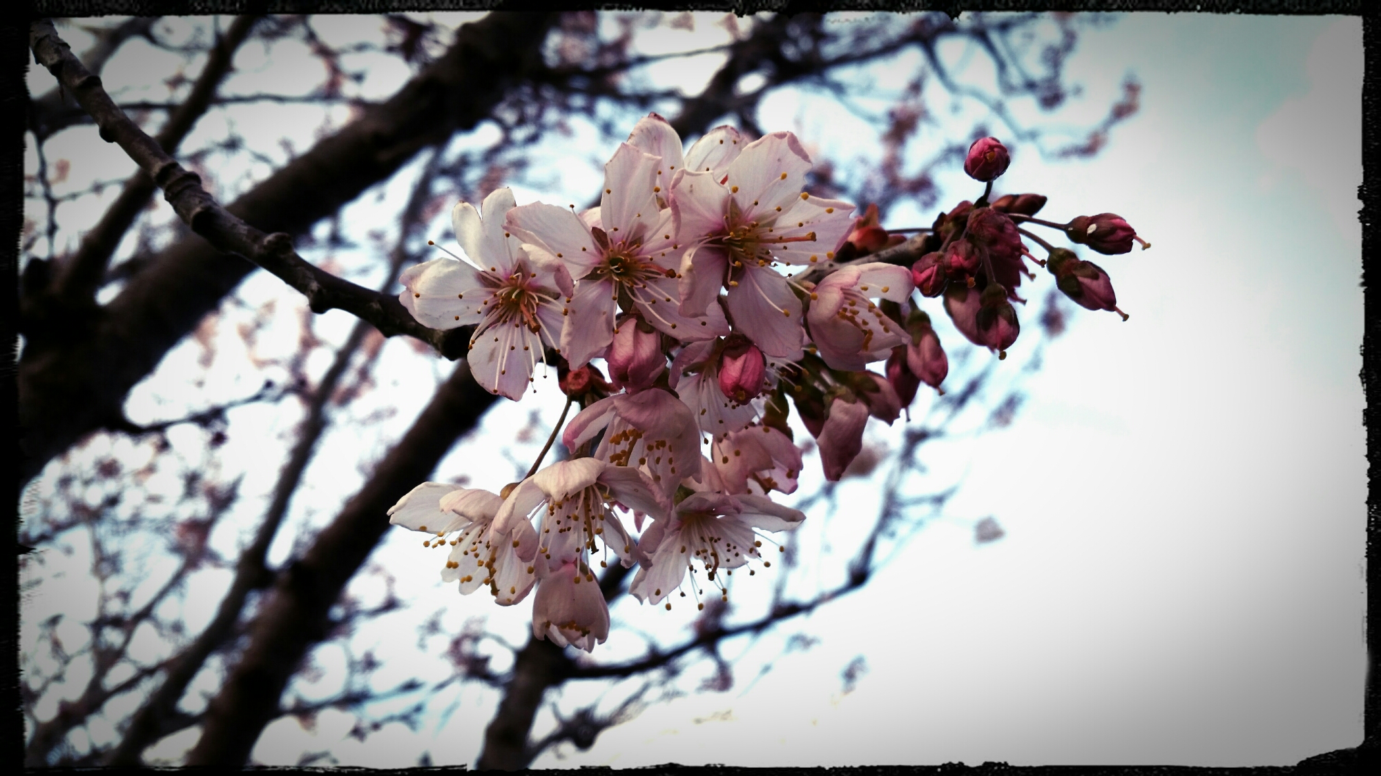 wp-1460918693861 image